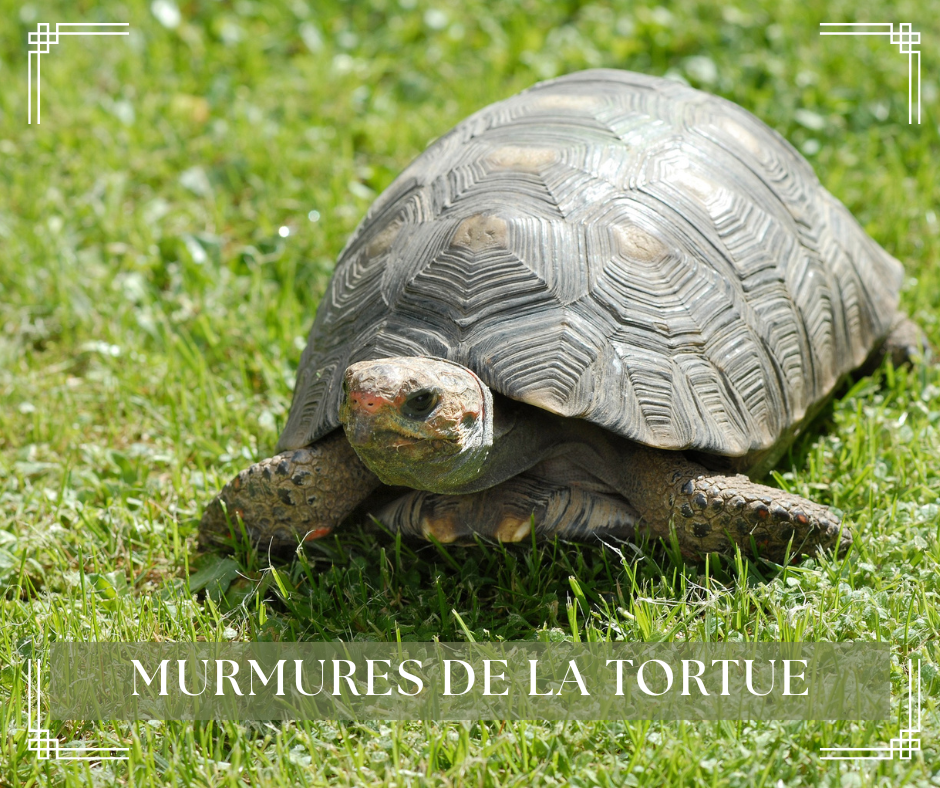 Tortue terrestre grise posée dans l’herbe verte, gros plan sur sa tête et sa carapace.