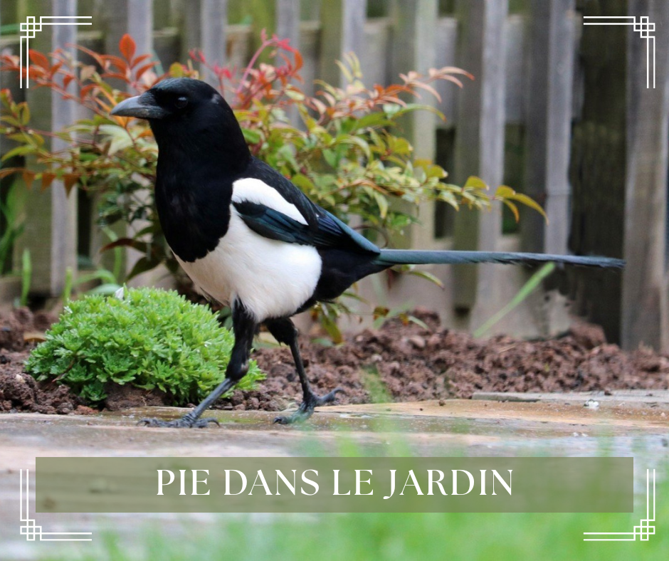 Oiseau noir et blanc sur le sol près d’un petit bassin, entouré de plantes et d’une clôture en bois.